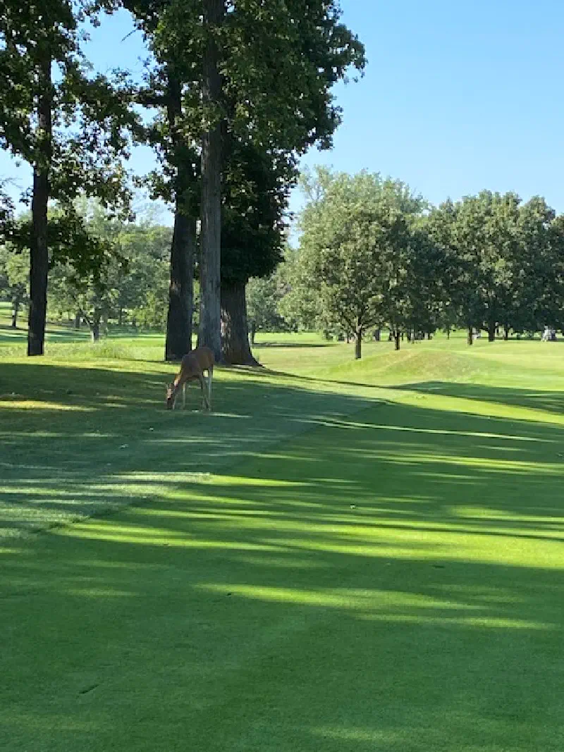 A deer on the fairway at Olympia Fields Country Club