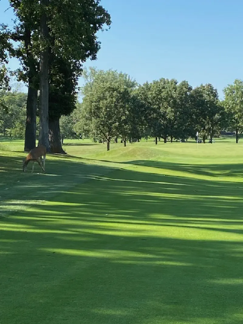 A deer on the fairway at Olympia Fields Country Club