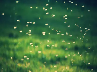 Moths flying around in a grassy field